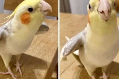 This Festive Cockatiel's Hilarious Whistling of 'Jingle Bells' is Taking the Internet by Storm!