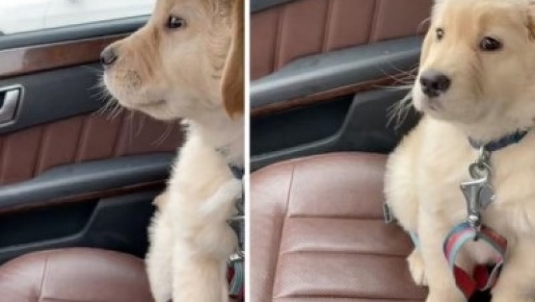 Unforgettable Puppy Encounter: Golden Retriever's Hilarious Reaction to Car Windshield Wipers