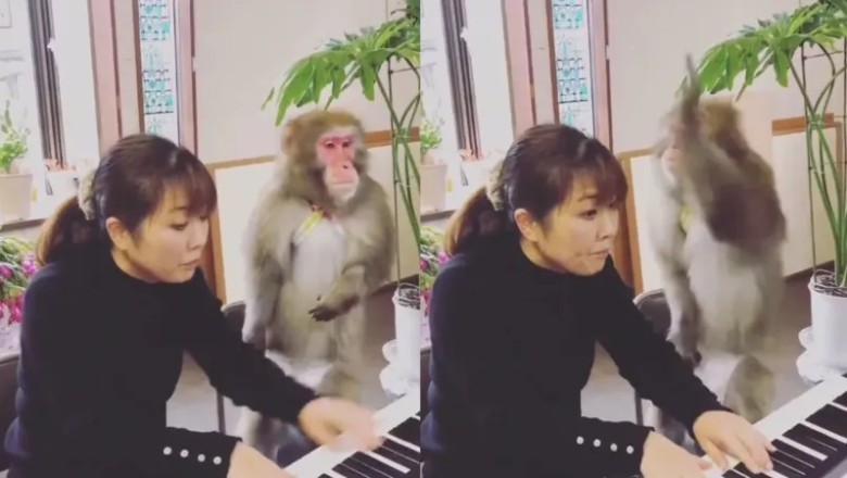 Unleashing Musical Mastery: The Unconventional World of the Very Strict Piano-Teaching Monkey!