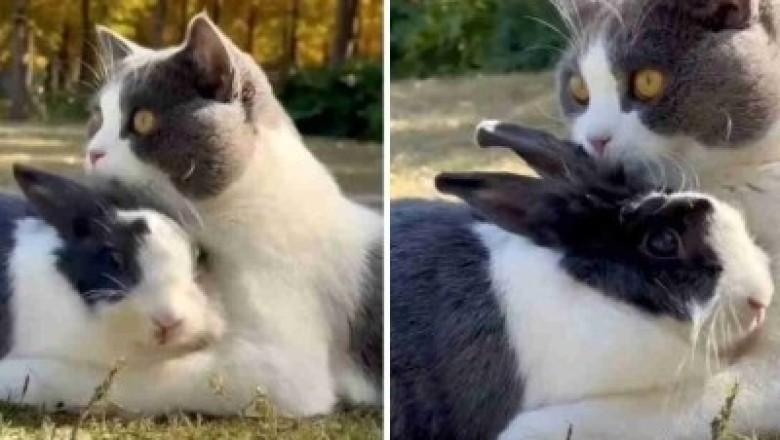 Unlikely Friendship Between Cat and Rabbit Melts Hearts Worldwide - Viral Video