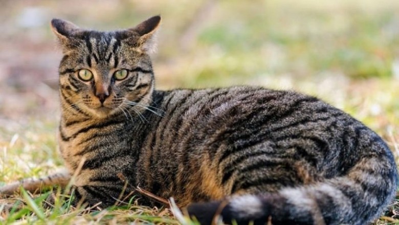 Unveiling the Untapped Superiority: Why Mongrel Cats Outshine Purebred Felines