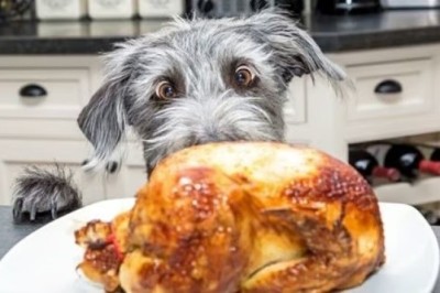 Warning: These 3 Christmas Foods Can Be Deadly for Your Dog - Protect Your Furry Friend!