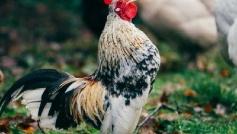 Watch Hilarious Video: Rooster Perfectly Mimics Talking Heads' Song!