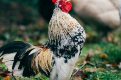 Watch Hilarious Video: Rooster Perfectly Mimics Talking Heads' Song!