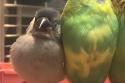 Hilarious Canaries Show Off Their Fabulous Feathers and Featherbrained Antics!