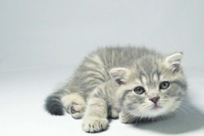 Hilarious Cat Escapades: Prepare for Non-Stop Laughter!