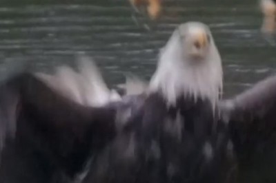 Hilarious Video: Eagle Hatches Epic Scheme to Snatch Fish from Sea!