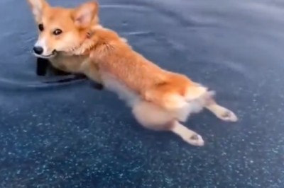 Paws-itively Hilarious: Dog Turns Pool into Comedy Central with Epic Swimming Skills!