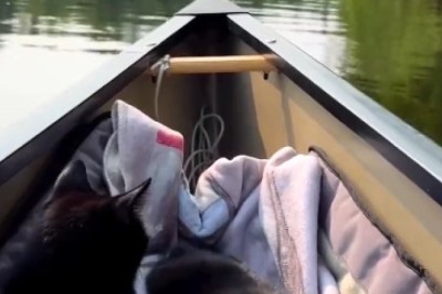 Pawsome Adventure: Two Cats Sail the High Seas!