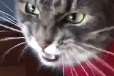 The Cat Comedy Hour: Pawsitively Hilarious Moments!