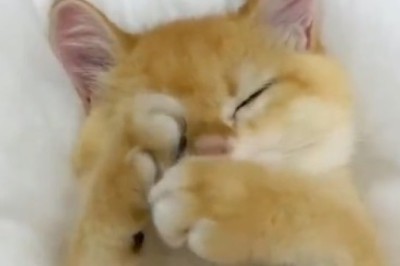 The Hilarious Awakening: Cat Alarm Clock Gone Wild - Prepare for a Purr-fectly Funny Morning Surprise!