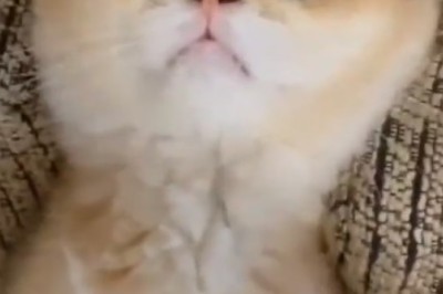 The Hilarious Saga of the Sofa-Loving Cat: Making Comfy Look Like a Sport!