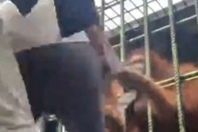 Unexpected Twist: Gorilla in a Cage Outsmarts Man!