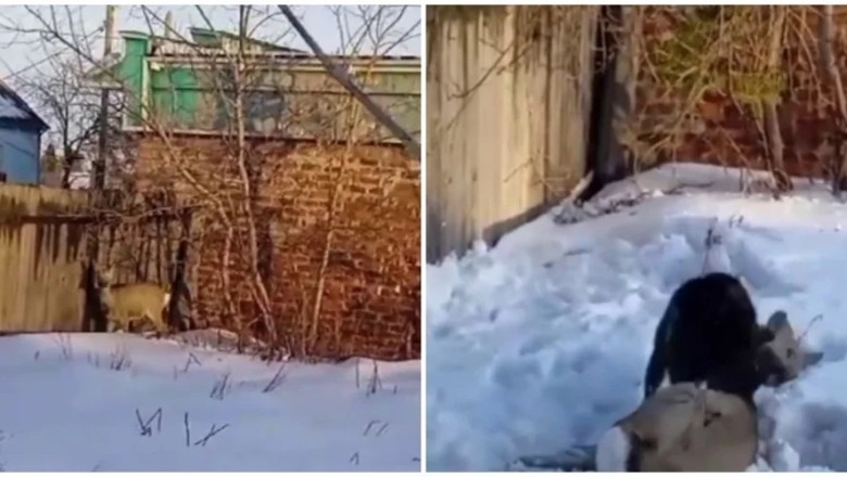 Heartbreaking Video of Dog Owner's Gruesome Attack on Helpless Roe Deer Goes Viral!