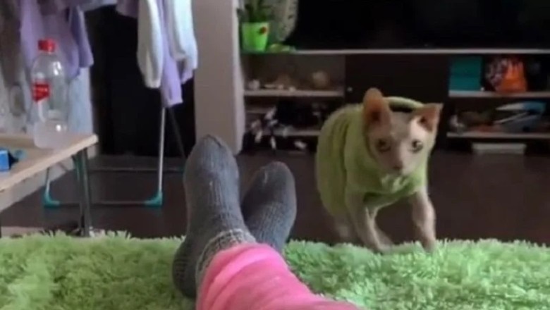 Natasha, the Extraordinary Cat-Nutritionist Who'll Transform Your Life!