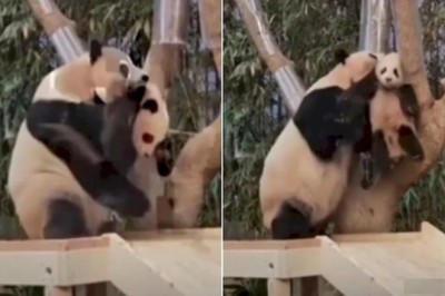 Shocking Footage Reveals Mother Panda's Controversial Parenting Method for Her Cub