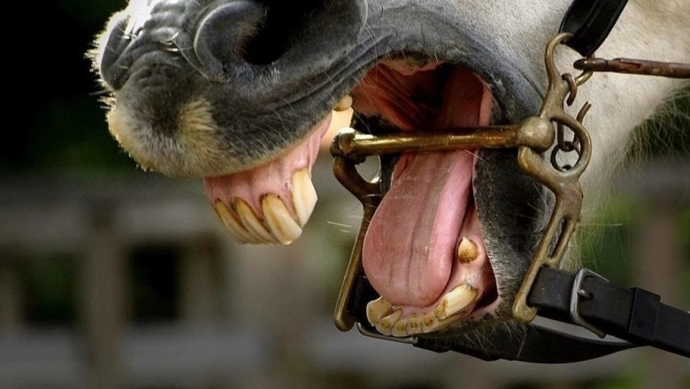 The Truth About Bits: Debunking the Myth - Does a Bit in a Horse's Mouth Hurt?
