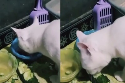 Unbelievable: Cat Ditches Norms and Embraces a Balanced Diet with Cucumbers!