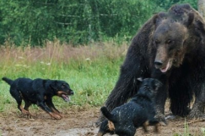 Unleashing the Power: How Germans Created the Ultimate 