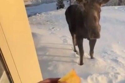 Unlikely Encounter: American's Backyard Turns into Moose Kingdom, and the Magical Moment is Caught on Camera!