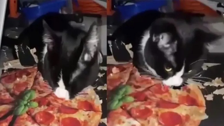 Whiskers the Pizza Box Chewer: A Feline Sensation that Broke the Internet!