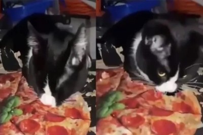 Whiskers the Pizza Box Chewer: A Feline Sensation that Broke the Internet!