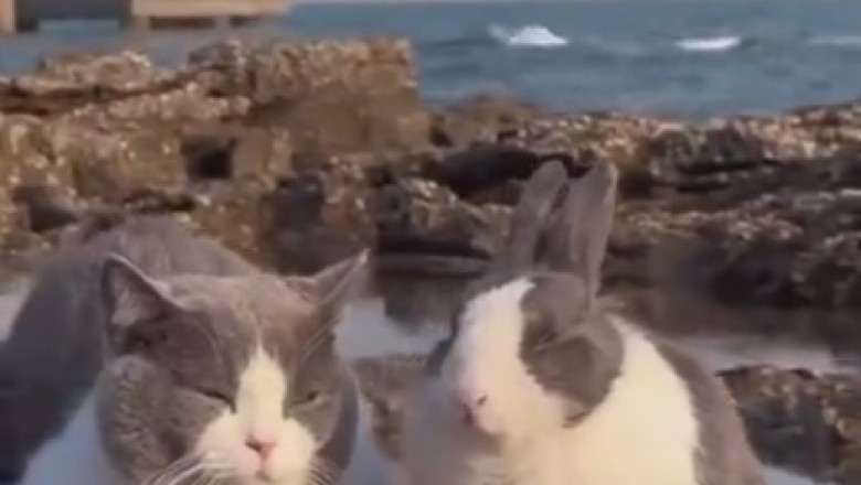 Laugh Riot Ensues: Unlikely BFFs - Hilarious Rabbit and Cat Duo Embark on Comedy Adventure!