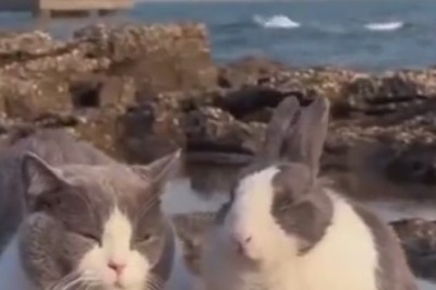 Laugh Riot Ensues: Unlikely BFFs - Hilarious Rabbit and Cat Duo Embark on Comedy Adventure!