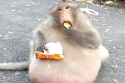 Unbelievable Discovery: Enormously Scaled Monkey Leaves Veterinarian Astonished