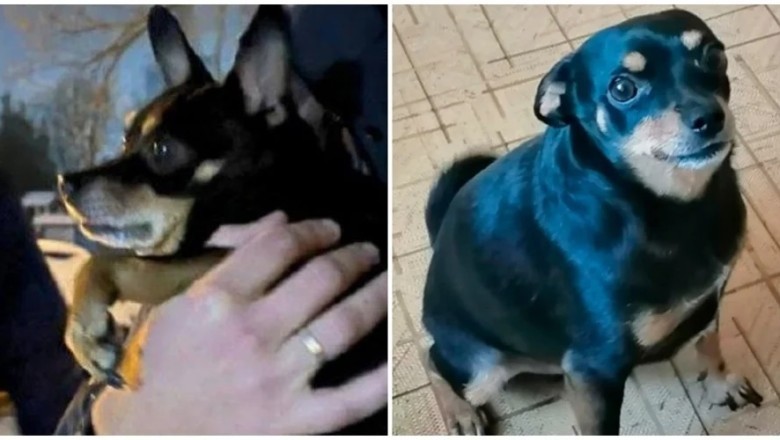 Heartwarming Reunion: Archie the "Chubby" Toy Terrier Found Safe and Sound After Train Ordeal