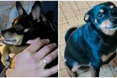 Heartwarming Reunion: Archie the