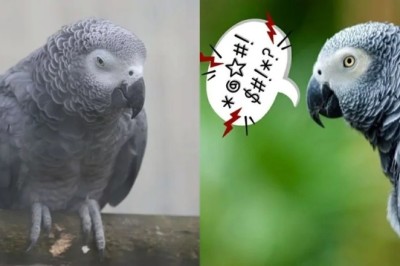 Hilarious and Heartwarming: English Zoo Takes Drastic Measures to Curb Swearing Parrots!