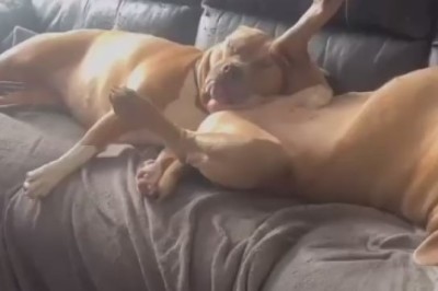 The Canine Comedy of Naptime: Hilarious Video Captures Two Dogs Caught in Hilarious Slumber!