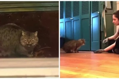 From Wild to Wonderful: The Incredible Transformation of a Feral Cat