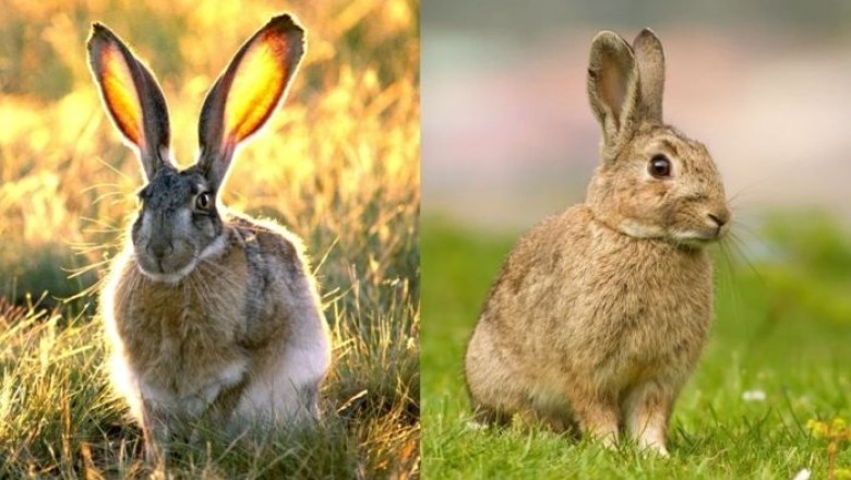 Mind-Blowing Insights: Unveiling the Surprising Differences Between Hares and Rabbits!