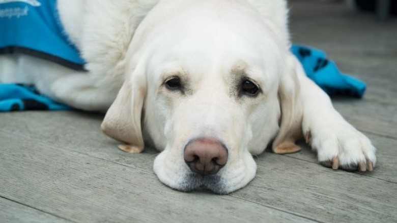 The Adorable Guide Dog That Stole Football Fans' Hearts: Meet Luton's Cutest Fan, Geoffrey!