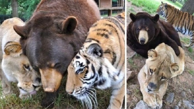 The Unbelievable Tale of the Lion, Bear, and Tiger Who Became Family