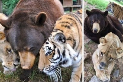 The Unbelievable Tale of the Lion, Bear, and Tiger Who Became Family