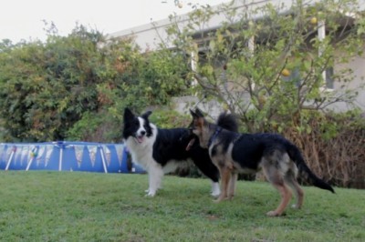 Hilarious Showdown: Two Dogs Compete in an Epic Dance Battle!