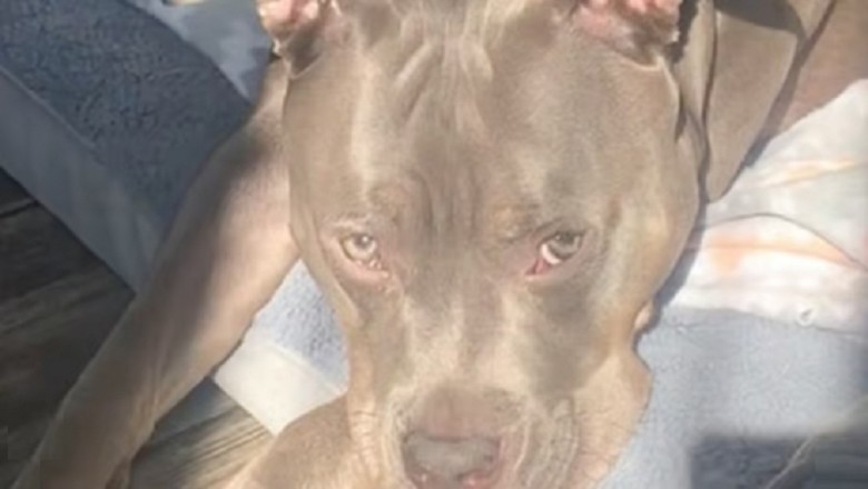 A Loneliness that Moved Heaven and Earth: Dog's Message Leads to Remarkable Rescue (Video)