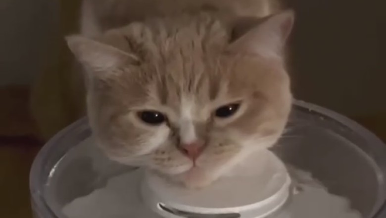 Cat Massage Therapy: Pawsitively Hilarious and Surprisingly Skilled!