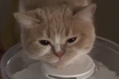 Cat Massage Therapy: Pawsitively Hilarious and Surprisingly Skilled!