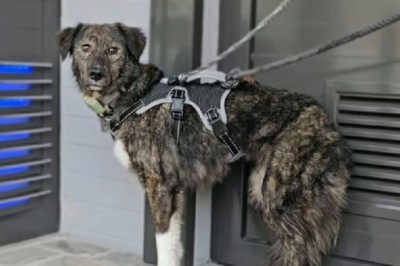 From the Brink of Death to Boundless Bliss: The Resilient Dog Who Found Hope