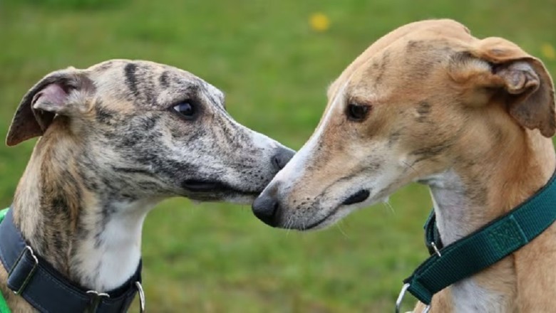 From Tortured to Treasured: The Resilience of Galgos on World Galgo Day