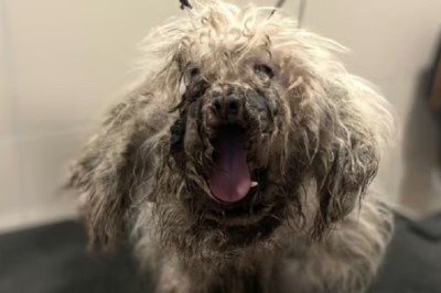 Heartbreaking Transformation: Nino, the Abused Dog, Finds Love and Happiness at Last!