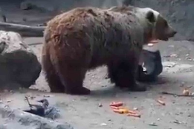 Heartwarming Moment: Bear Becomes Hero as It Rescues Drowning Crow at Hungarian Zoo!