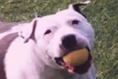 Heartwarming Sign from Beyond: Beloved Dog Sends Unexpected Gift to Grieving Owner