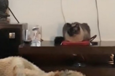 Hilarious Cat Turns Off Owner's Alarm - Internet Can't Stop Laughing!