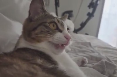 Hilarious Cat vs. Mysterious Object: Witness the Epic Battle of Wants!