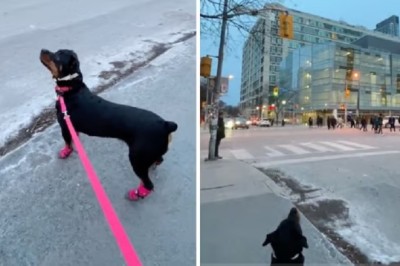 Hilarious Rottweiler's Confusion Over Moon Sparks Delight Online!